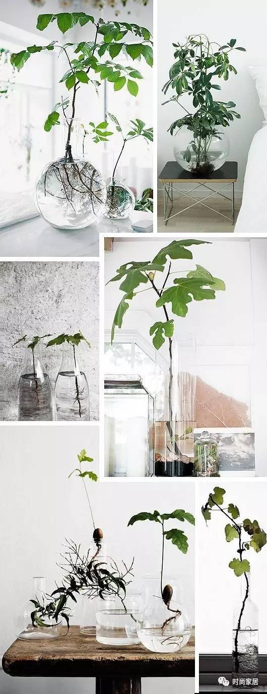 空气加湿器适合养什么绿植,这几种植物加湿效果堪比加湿器