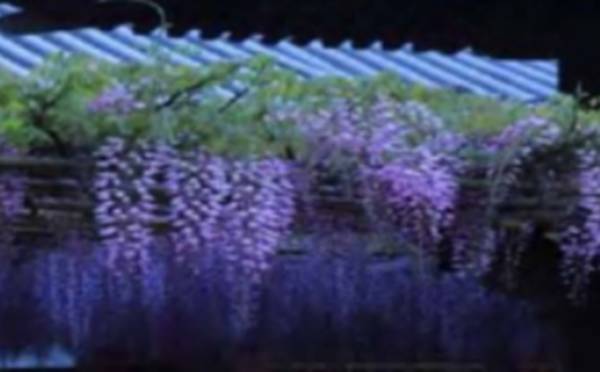 渠县有几个旅游公园,渠县文峰山公园七彩花田