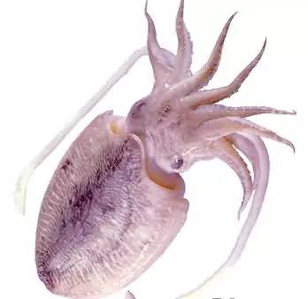 不用洗牙教你5分钟消灭牙垢,无需洗牙5分钟消除牙垢的方法