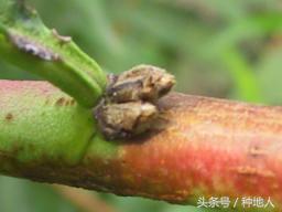 一年生小桃树修剪,桃树怎么修剪树枝