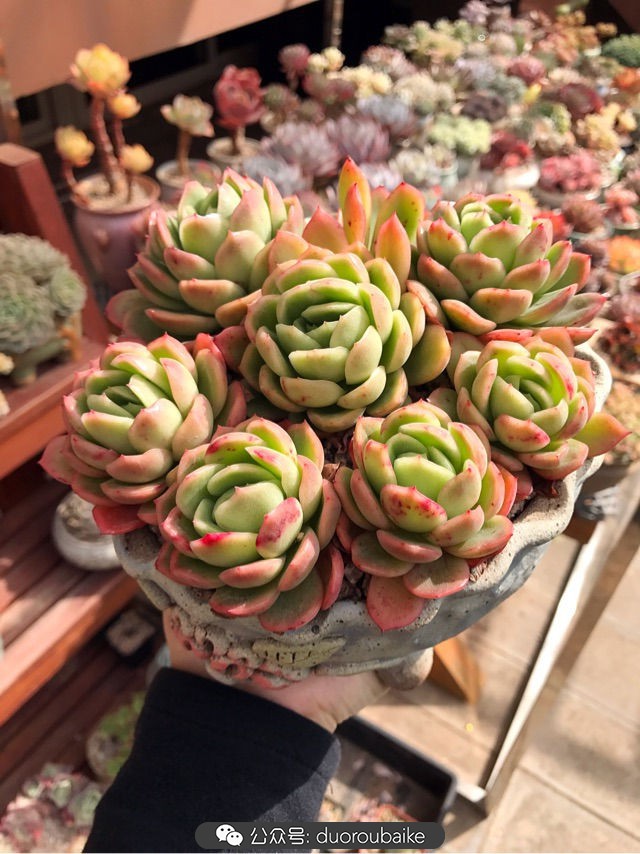 大姬星美人多肉,姬星美人怎么样爆盆