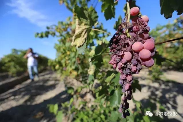 影像记忆资料,影像记忆与群体历史