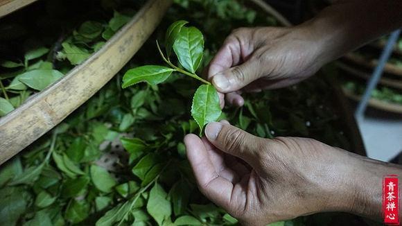 为什么同样的茶没上次好喝,铁观音为什么这么难买
