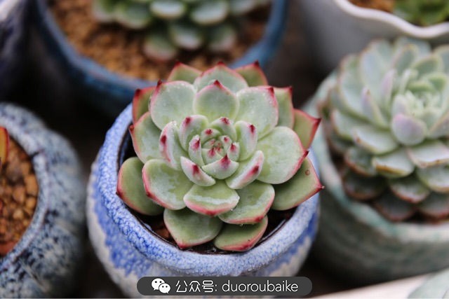 爱生活爱养花花卉绿植养护小知识,爱生活爱养花多肉植物养护小技巧