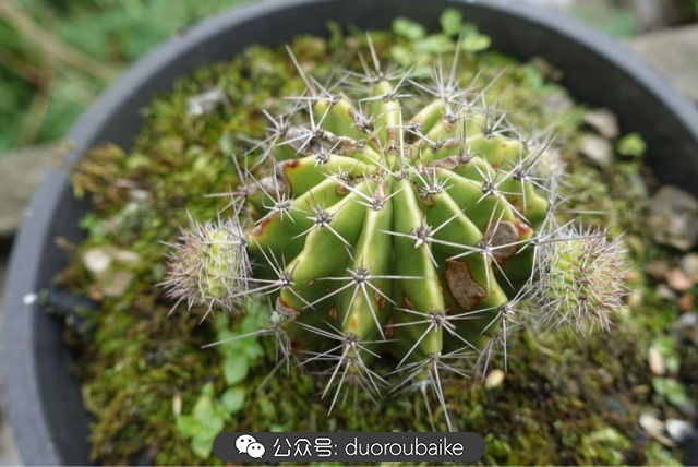 新手种植多肉植物教程,爱生活爱养花花卉绿植养护小知识