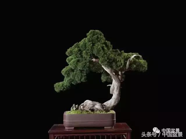 扇面文化与松柏盆景艺术欣赏