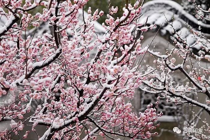 青江梅花香雪海,香雪海梅花国画