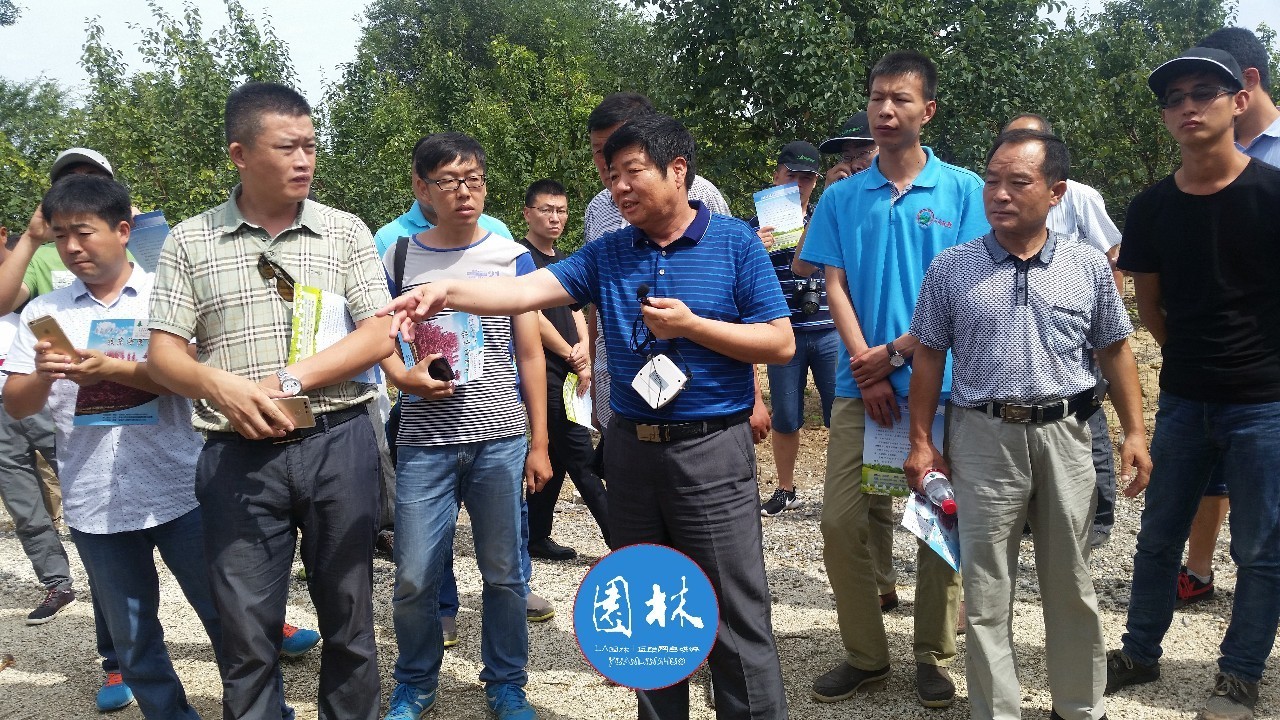 苗木那些事,山东苗木现状分析