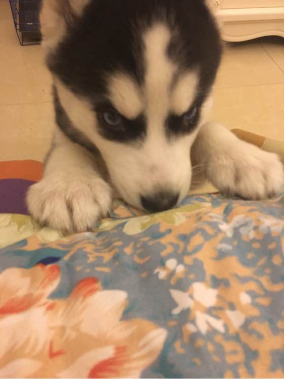 哈士奇的正确饲养方法有哪些,这才是哈士奇正确的打开方式