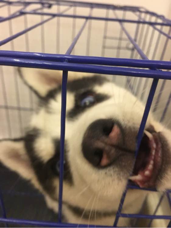 哈士奇的正确饲养方法有哪些,这才是哈士奇正确的打开方式