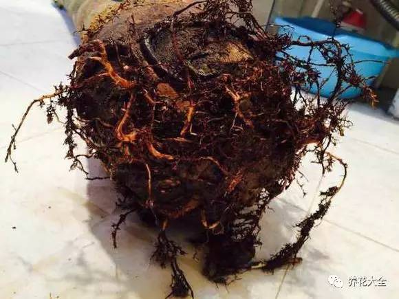 花死了花盆要不要扔,花死了要不要扔