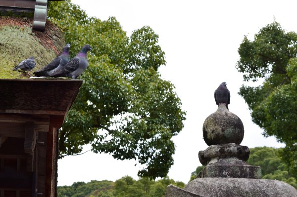 日韩邮轮日游,釜山福冈邮轮旅游攻略