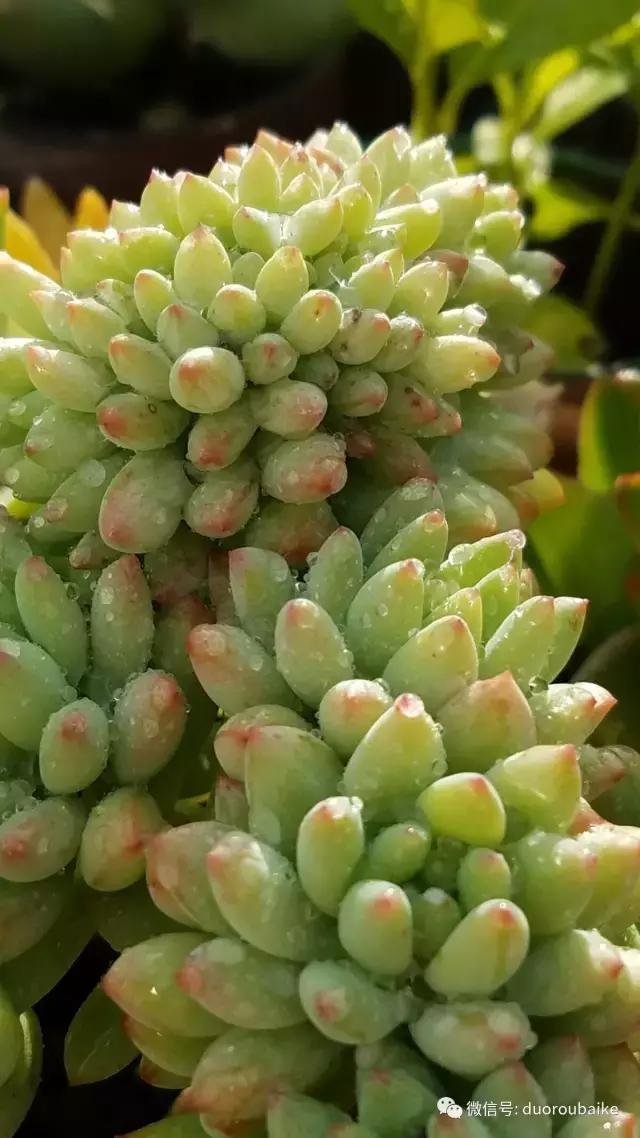 养多肉人发的朋友圈,养肉者们分享的多肉视频