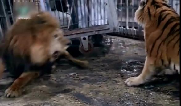 列举老虎无敌各种优点，狮子和熊都不是对手，不服来辩