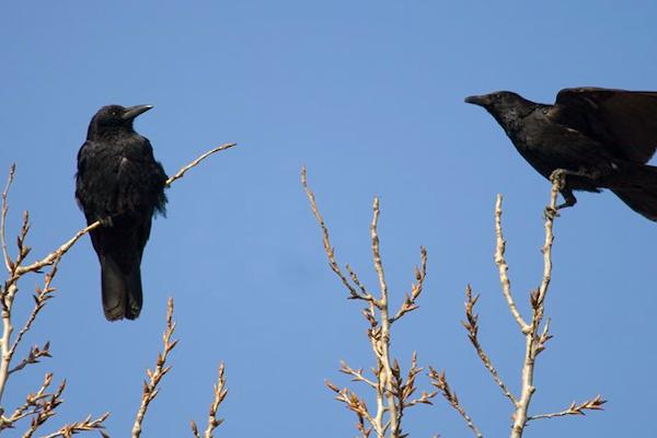 最让人讨厌的6种动物是什么,农村人最恨的动物