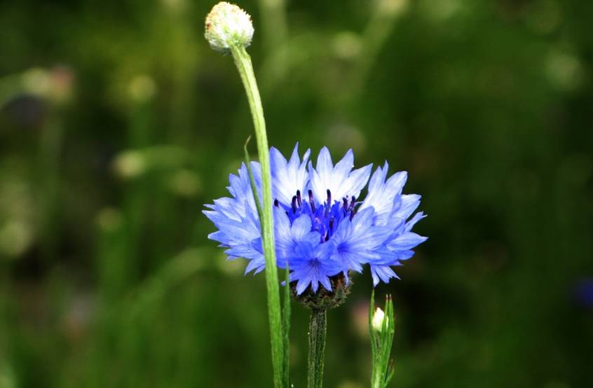 新年赏国花,世界各地最美的国花