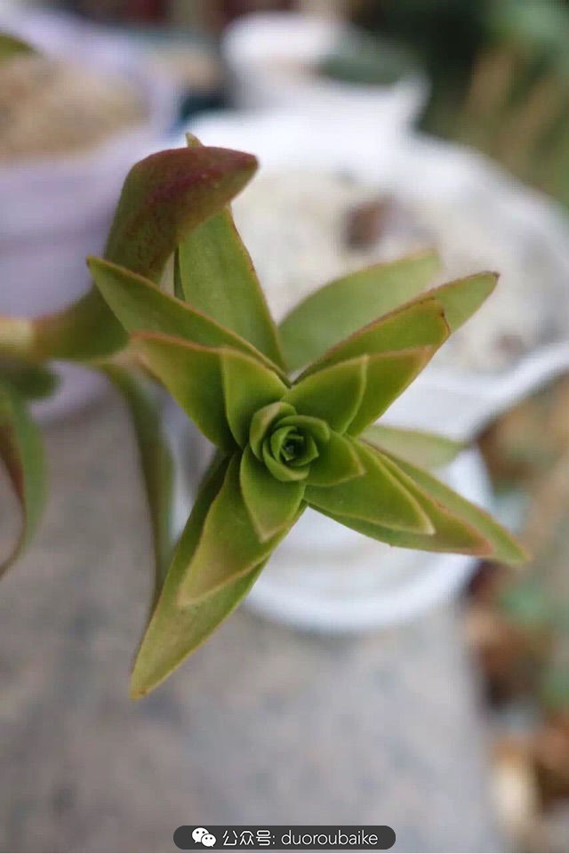 新手种植多肉植物教程,爱生活爱养花花卉绿植养护小知识