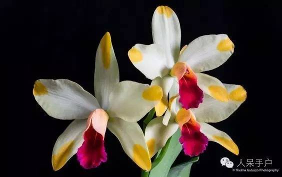 涓浗鍥借姳澶ц祻鍥剧墖,鍥借姳澶ц祻浜氭床鍥剧墖