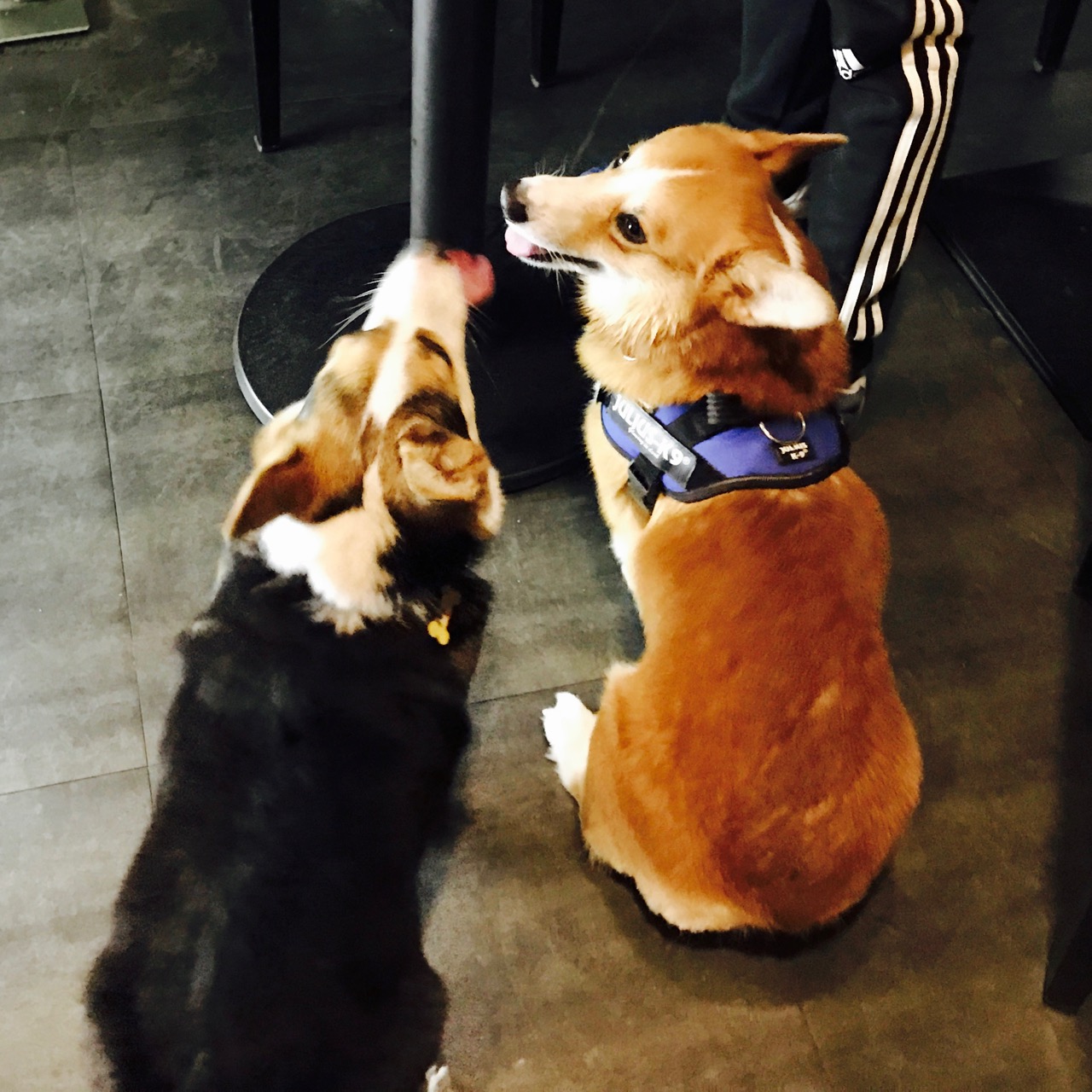 短腿男神蹭吃蹭喝欢乐多，“贱”装出席女票的生日派对