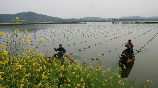 买珍珠好还是黄金好,买珍珠买海水还是淡水