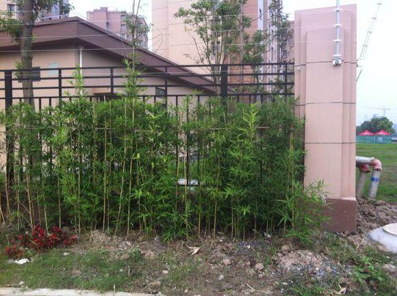 如何用竹子制作钓鱼竿,用竹子自制钓鱼竿方法