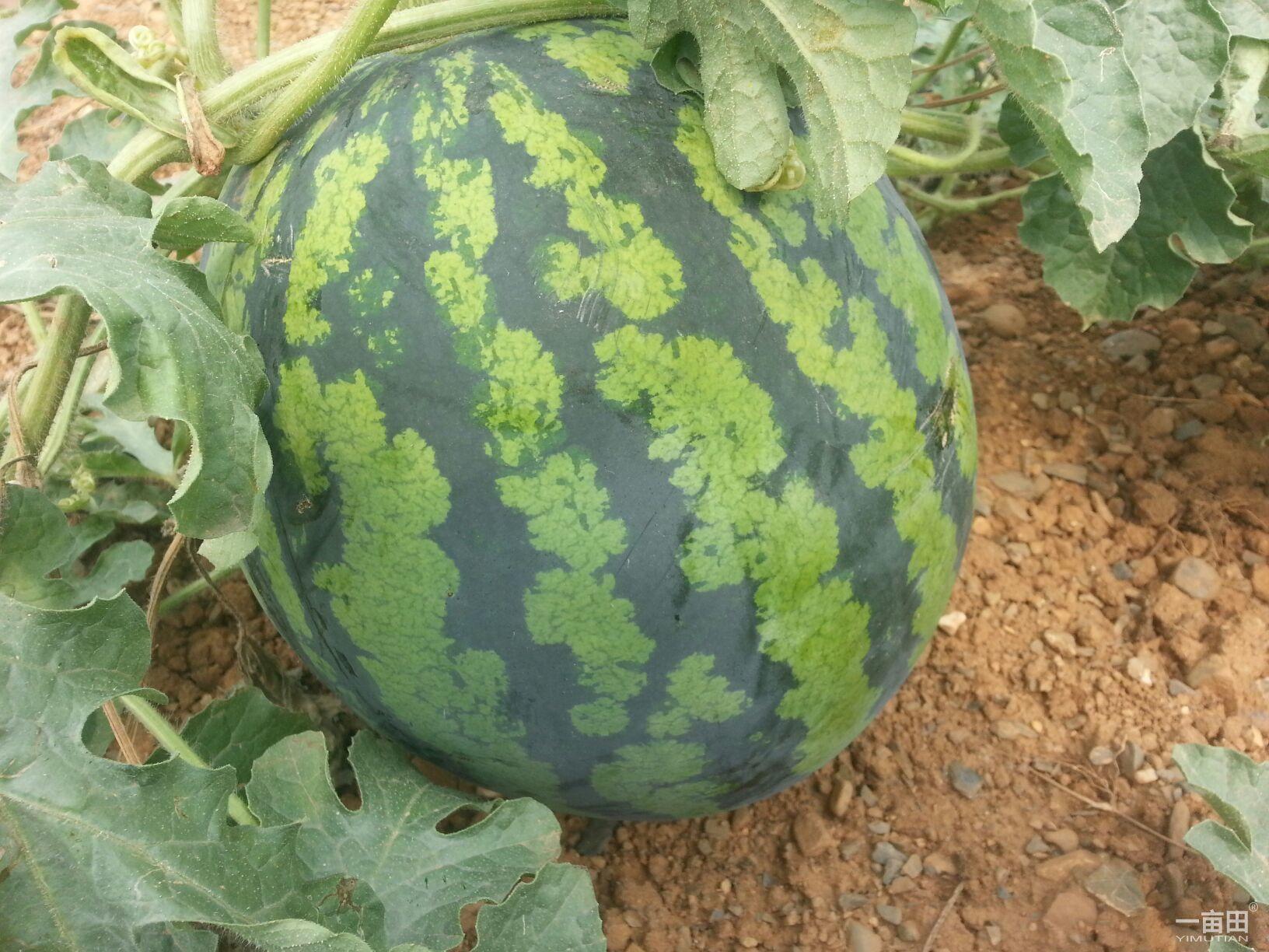 岳池小吃排名第一名,四川广安岳池小吃