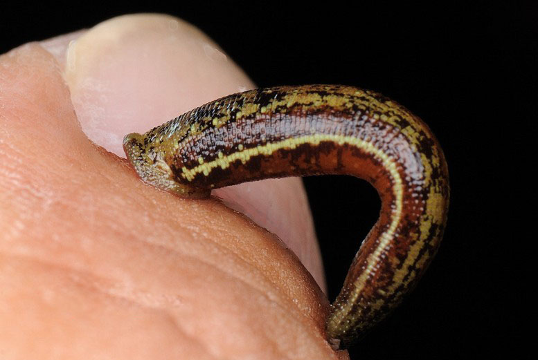 能杀死水体寄生虫的中草药,嗜血虫子