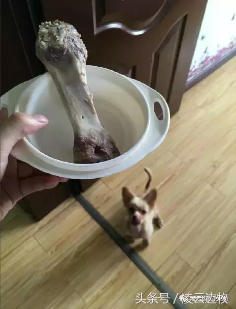 注意!骨头可以杀死狗!
