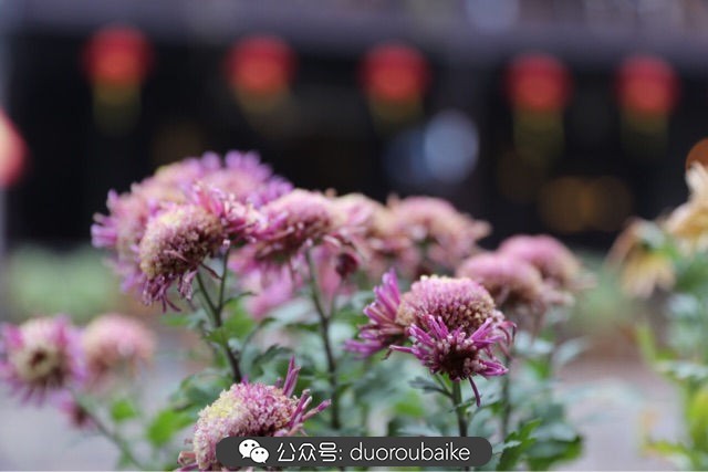 古镇寻肉记:那些旅行中遇见的植物!