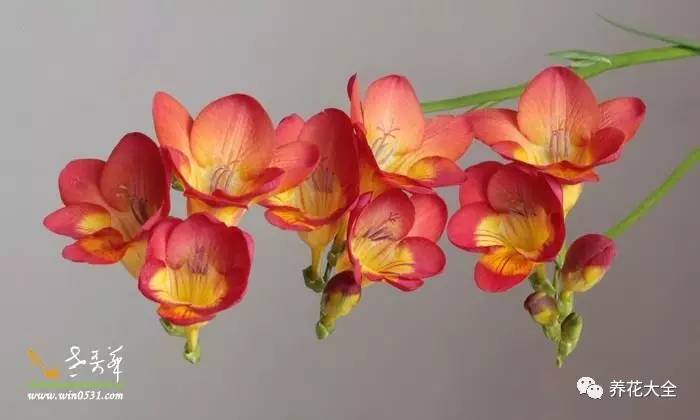 这些花越养越值钱,这些花比绿萝还好养