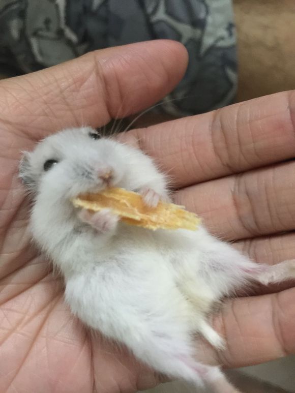 必须买的仓鼠零食,小仓鼠买东西推荐吃的主食小零食