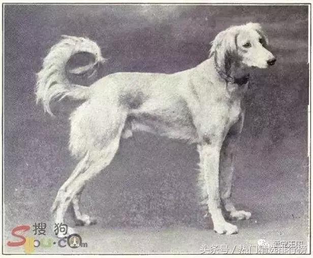 古老的狩猎犬中国细犬的落寞,中国古代细犬狩猎兔子