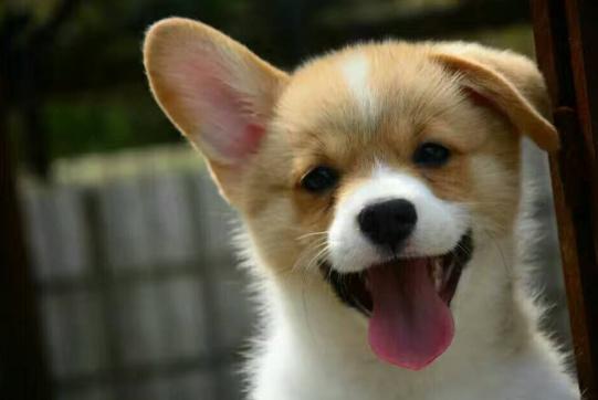 选择汪星人只看价格?真实经历告诉你为何不要贪便宜