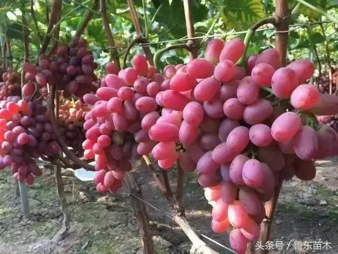 葡萄扦插育苗最佳方法,怎样扦插葡萄成活率高