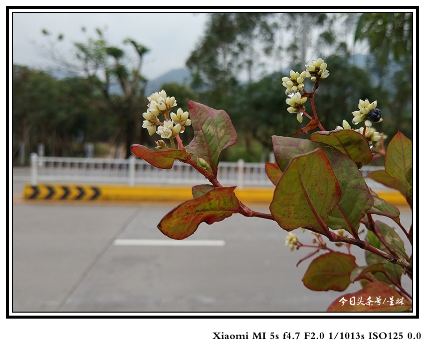 灏忕背5s娴嬭瘎瑙嗛,灏忕背5s璇勬祴