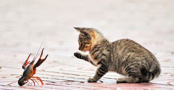猫咪和小龙虾,猫和小龙虾之间的对决