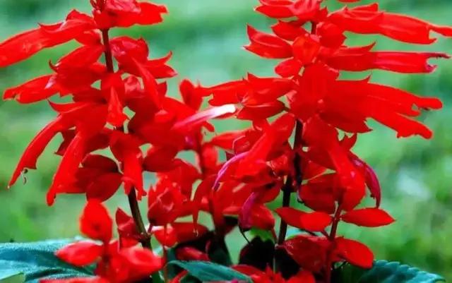 云南人再贵也要吃野生菌,云南人吃饭奢侈