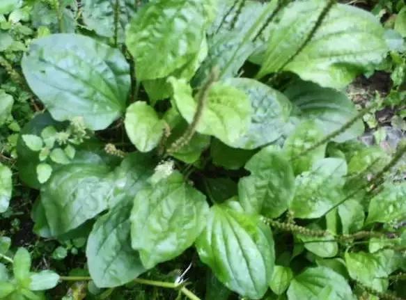 云南人再贵也要吃野生菌,云南人吃饭奢侈