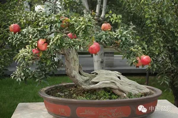 一株盆景60万元,石榴盆景100种图片