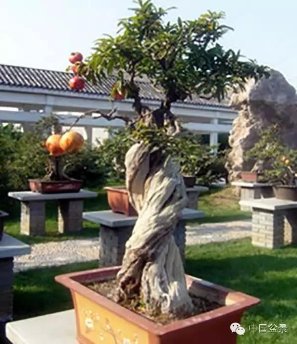一株盆景60万元,石榴盆景100种图片