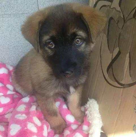 「2月上海春季」有爱领养