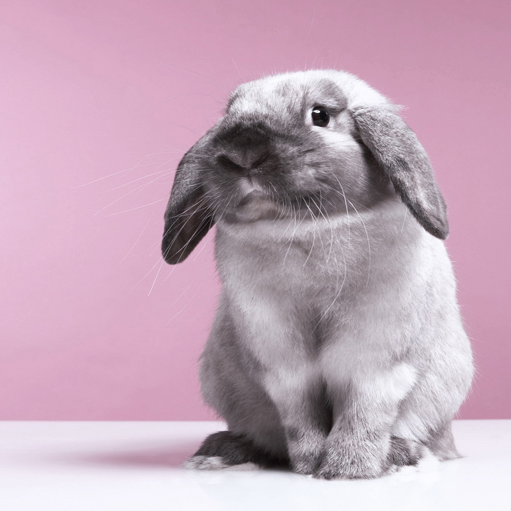 你还在为家中小兔子随地大小便而烦恼么？教你几招，从此不再烦恼