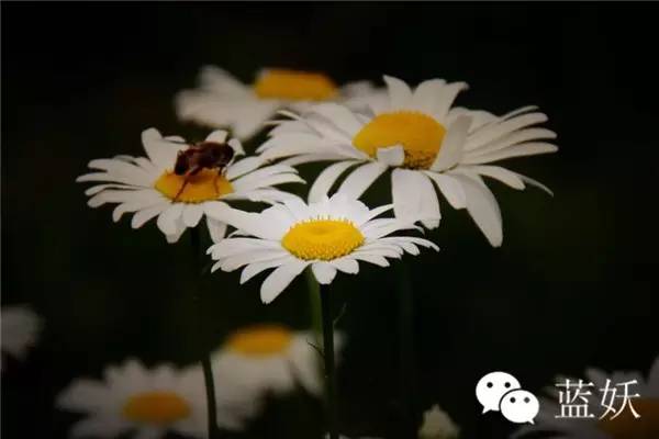 怎样才可以把玛格丽特花养好,玛格丽特花养多久爆花