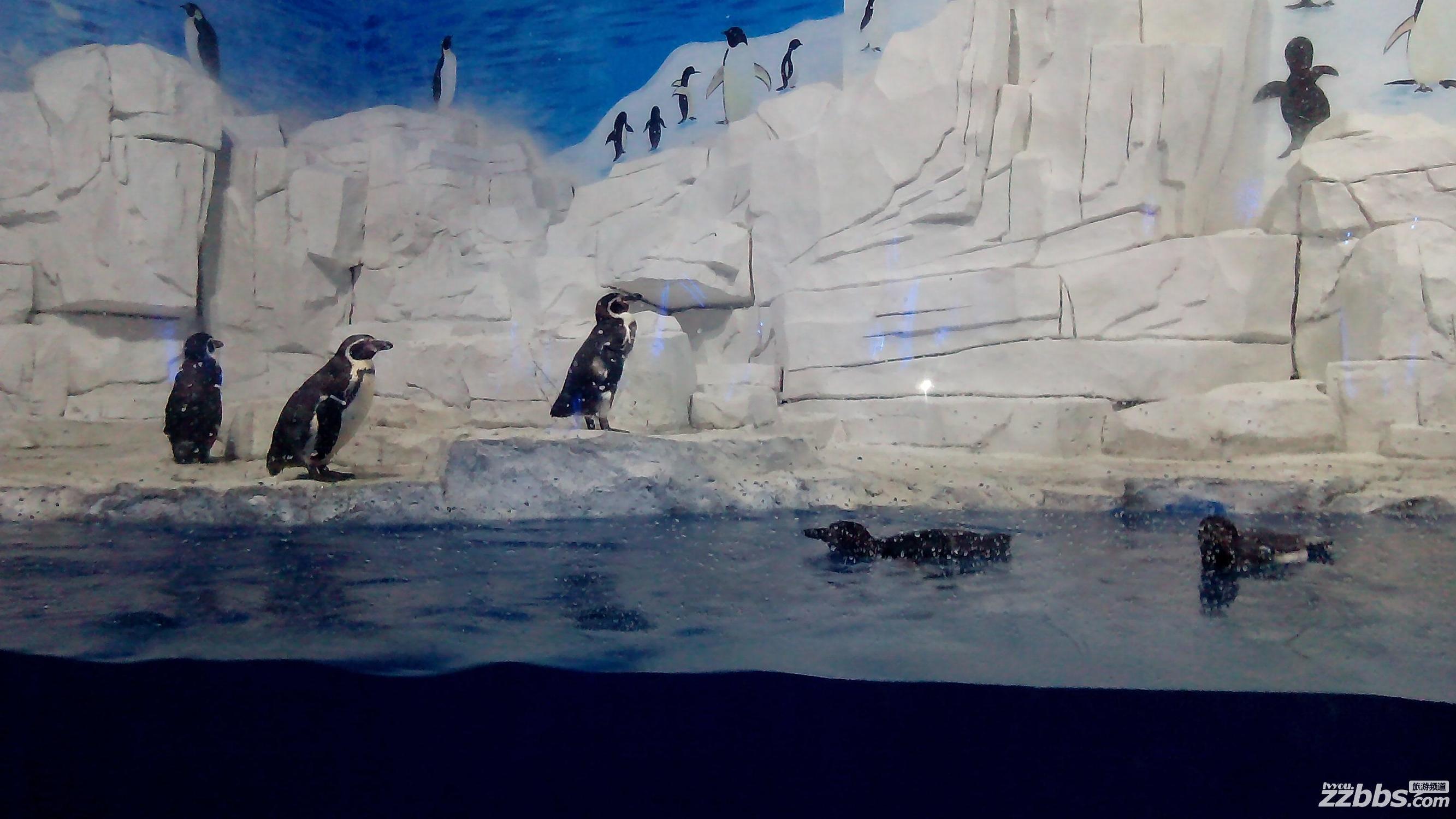 东京极地海洋馆表演,极地海洋馆美人鱼