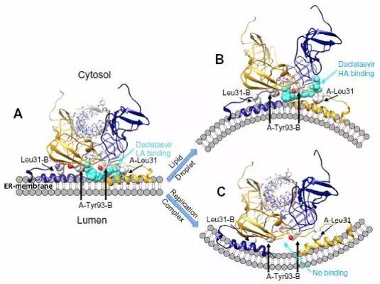 hcv特效药,hpv药研发到什么进度了