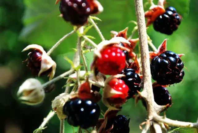 云南人再贵也要吃野生菌,云南人吃饭奢侈