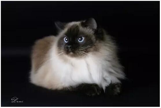 布偶猫美,布偶猫好美