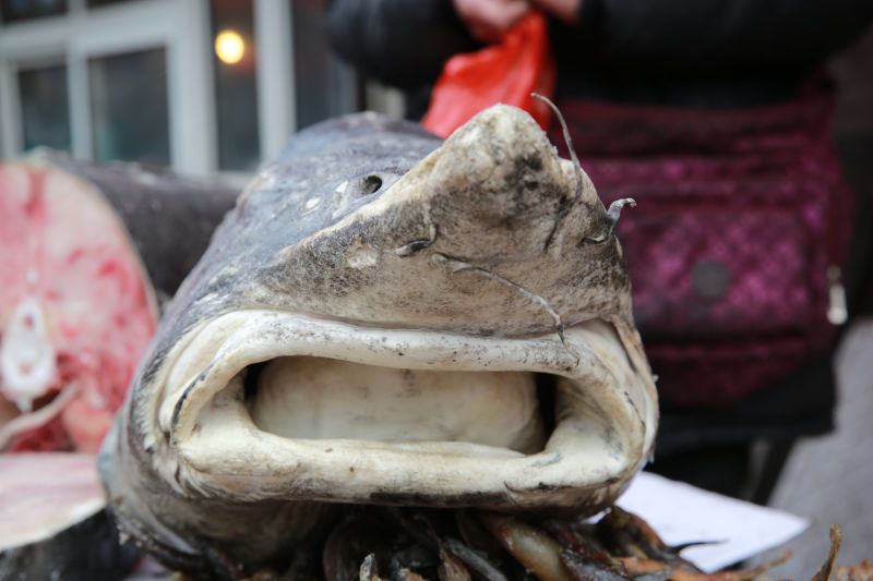 鳇鱼几千一斤,大鳇鱼贵不贵