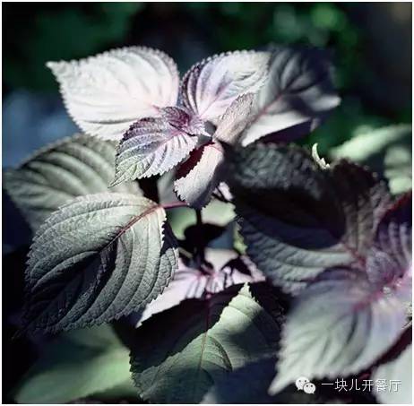 个个喊亏纷纷关店，这家不临街巷、曾月亏40万餐厅为何火了？