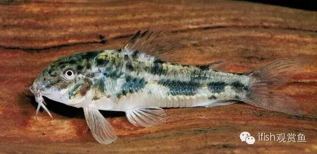 鼠鱼如何繁育,小型鼠鱼怎么养